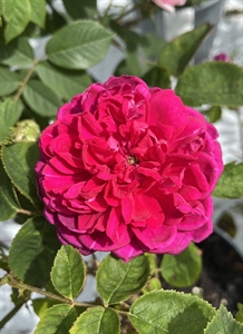 'Eugenie Guinoisseau' - Historisk buskrose